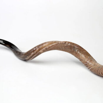 jumbo-yemenite-shofar-horn-51-53-inch