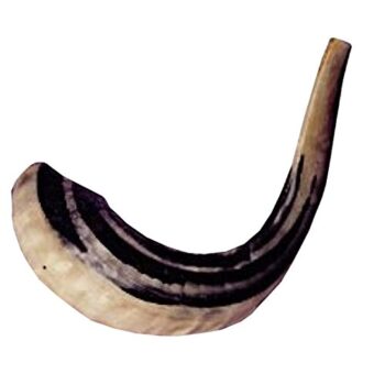 rams horn xl